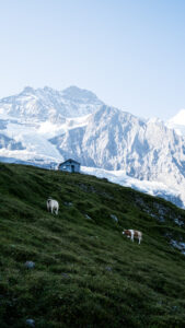 Berner Oberland